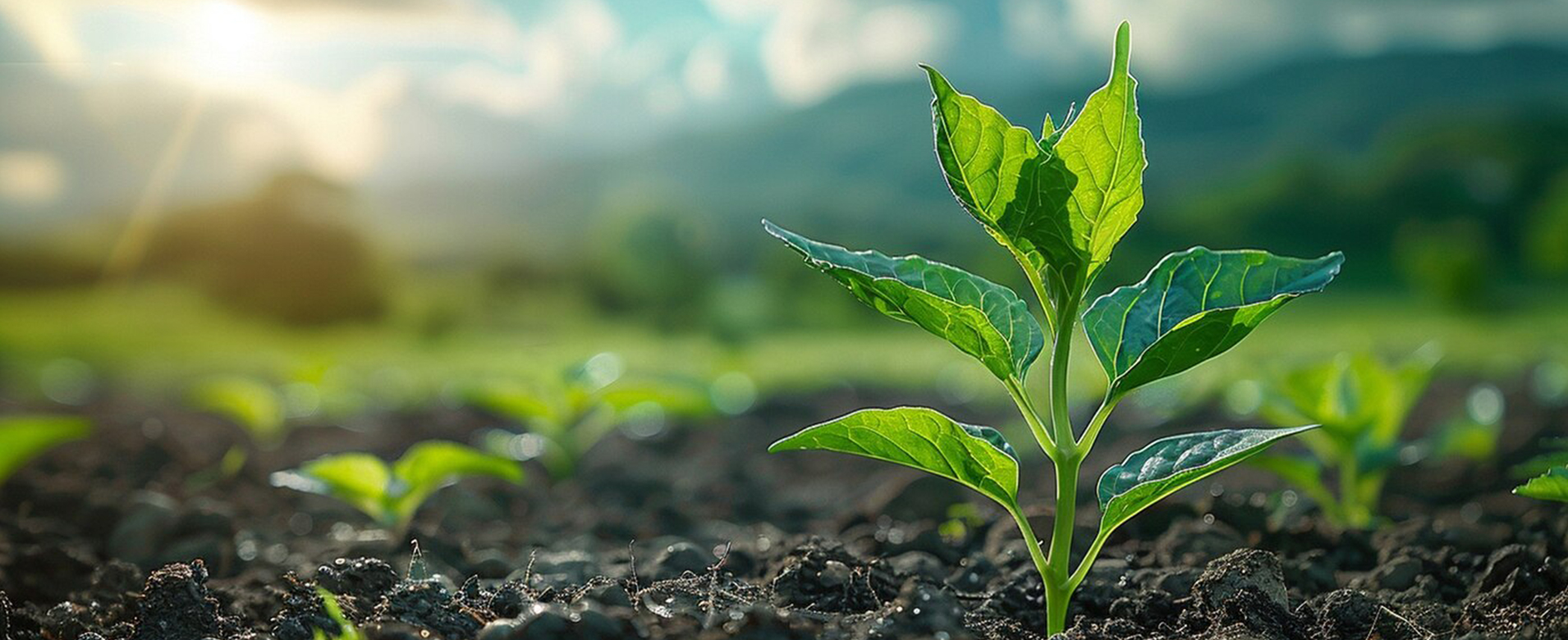 ICL Agroleaf Power lombtrágya