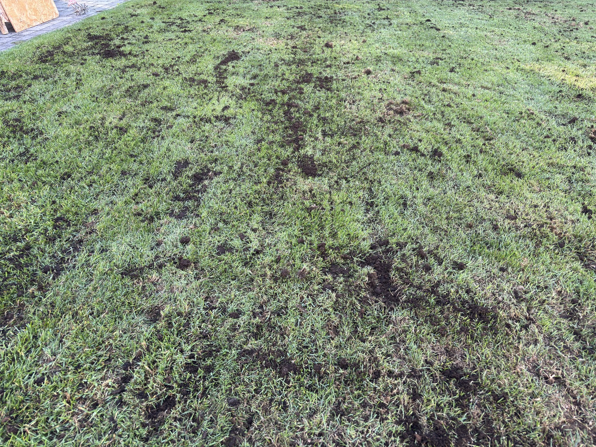 Virágföld kiszórás